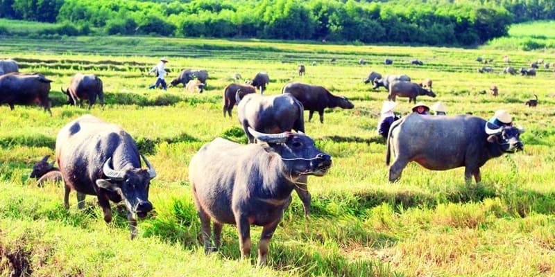 Gặp đàn trâu trong mộng là dấu hiệu của sự sung túc