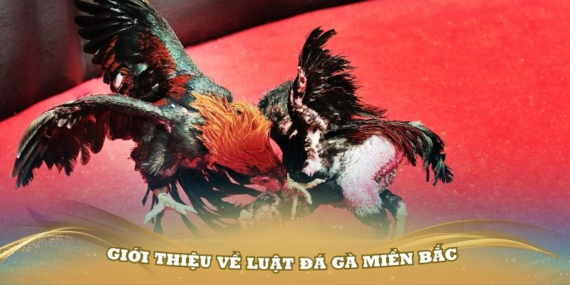 Giới thiệu về luật đá gà miền Bắc bạn cần nhớ